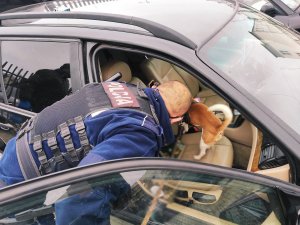 Obraz przedstawia policjanta-przewodnika psa służbowego wraz z psem dokonującym przeszukania pojazdu