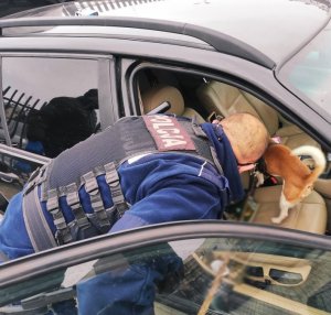 obraz przedstawia policjanta - przewodnika psa służbowego stojącego przy pojeździe oraz psa w pojeździe