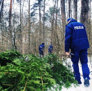obraz przedstawia policjantów i leśnika na tle masywu leśnego