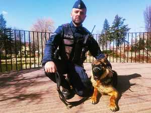 obraz przedstawia policjanta z psem służbowym
