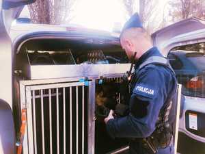 obraz przedstawia policjanta z psem służbowym na tle radiowozu