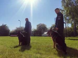 obraz przedstawia policjantów z psami służbowymi