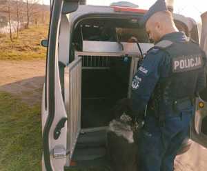 obraz przedstawia policjanta z psem na tle radiowozu