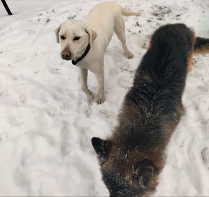 obraz przedstawia dwa psy